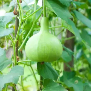 Round Bottle Gourd ( Gol Lauki / Ghiya ) | 500g | 1 kg
